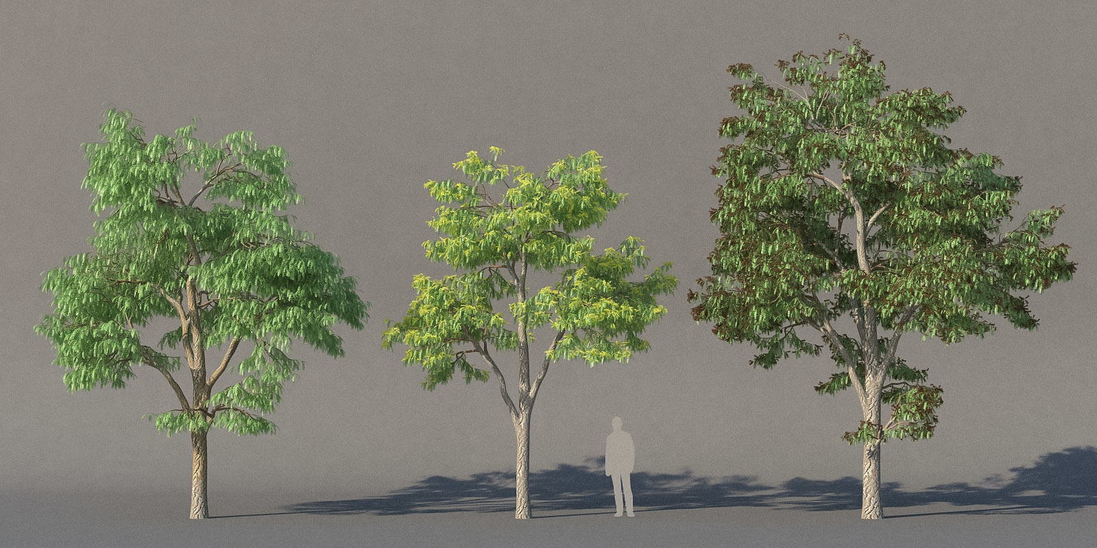 XfrogPlants Honey Locust - Gledista Treiacanthos Free 3D model_4
