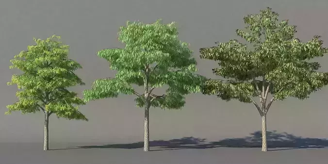 XfrogPlants Honey Locust - Gledista Treiacanthos Free 3D model