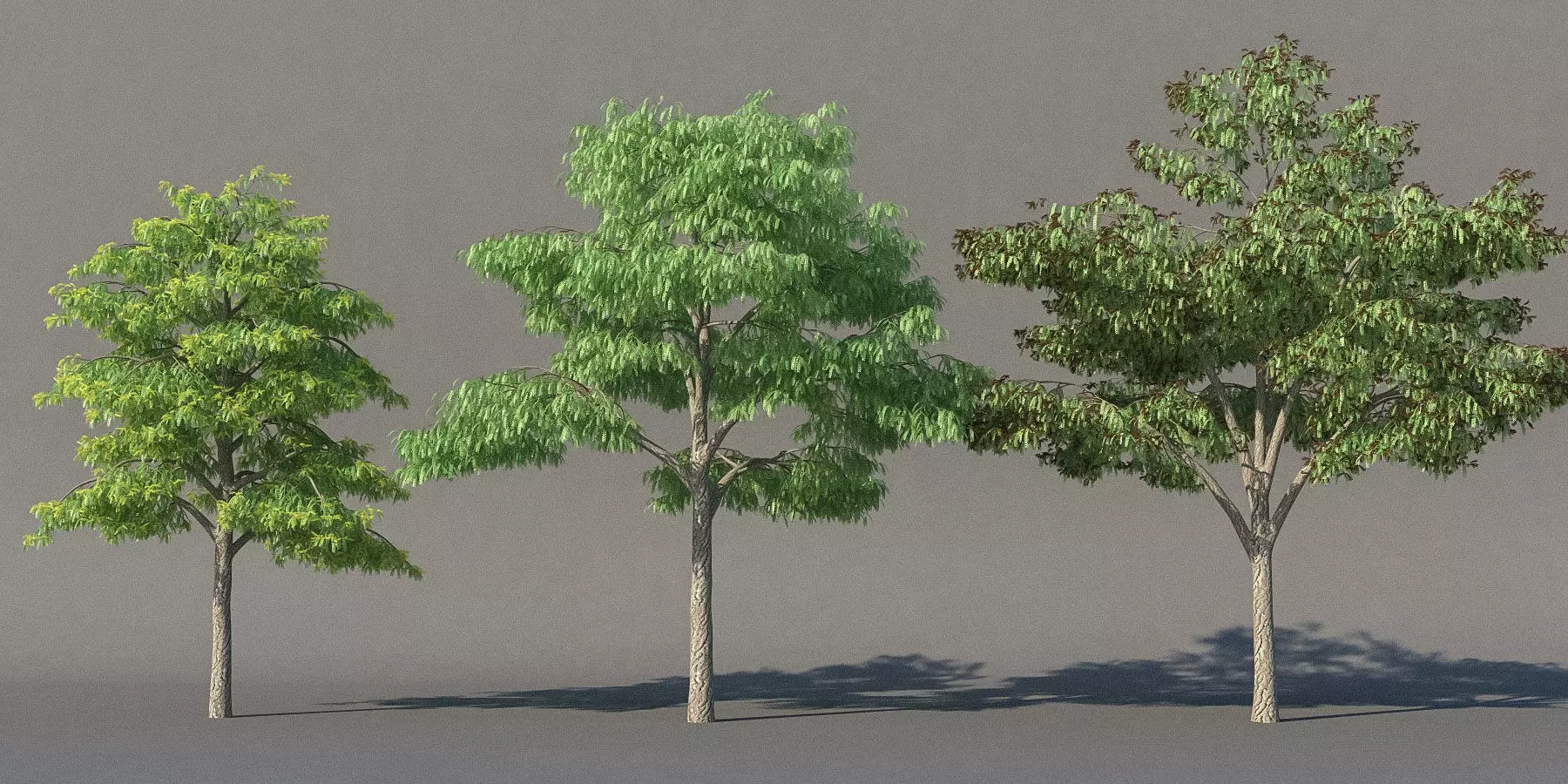 XfrogPlants Honey Locust - Gledista Treiacanthos Free 3D model_0