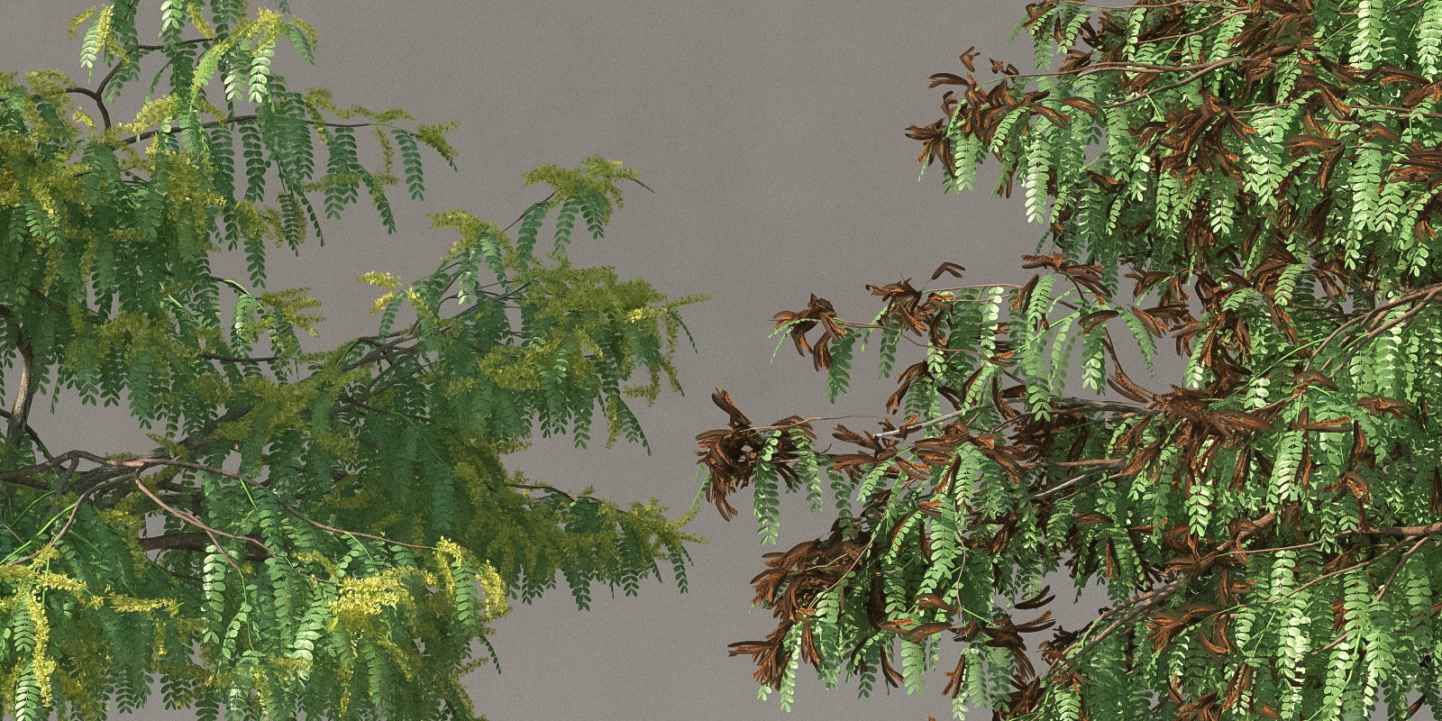 XfrogPlants Honey Locust - Gledista Treiacanthos Free 3D model_5