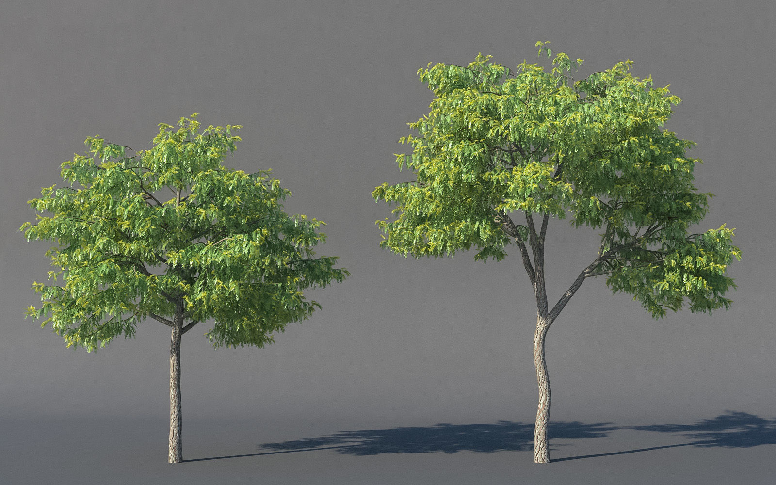 XfrogPlants Honey Locust - Gledista Treiacanthos Free 3D model_2