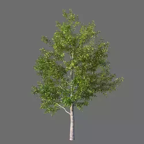 XfrogPlants Beeftree - Guapira Discolor