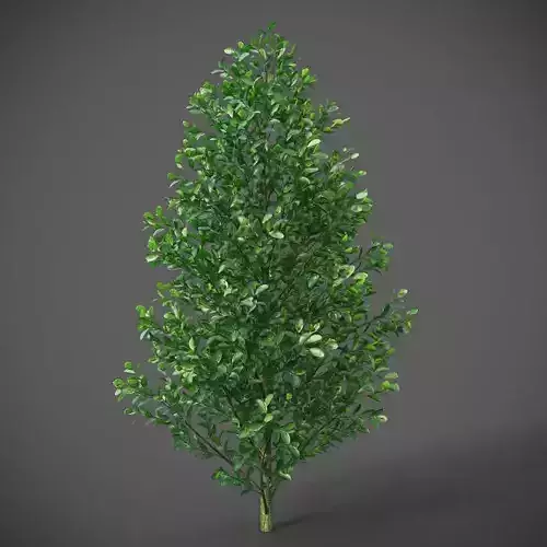 XfrogPlants Shiny Oysterwood - Gymnanthes Lucida