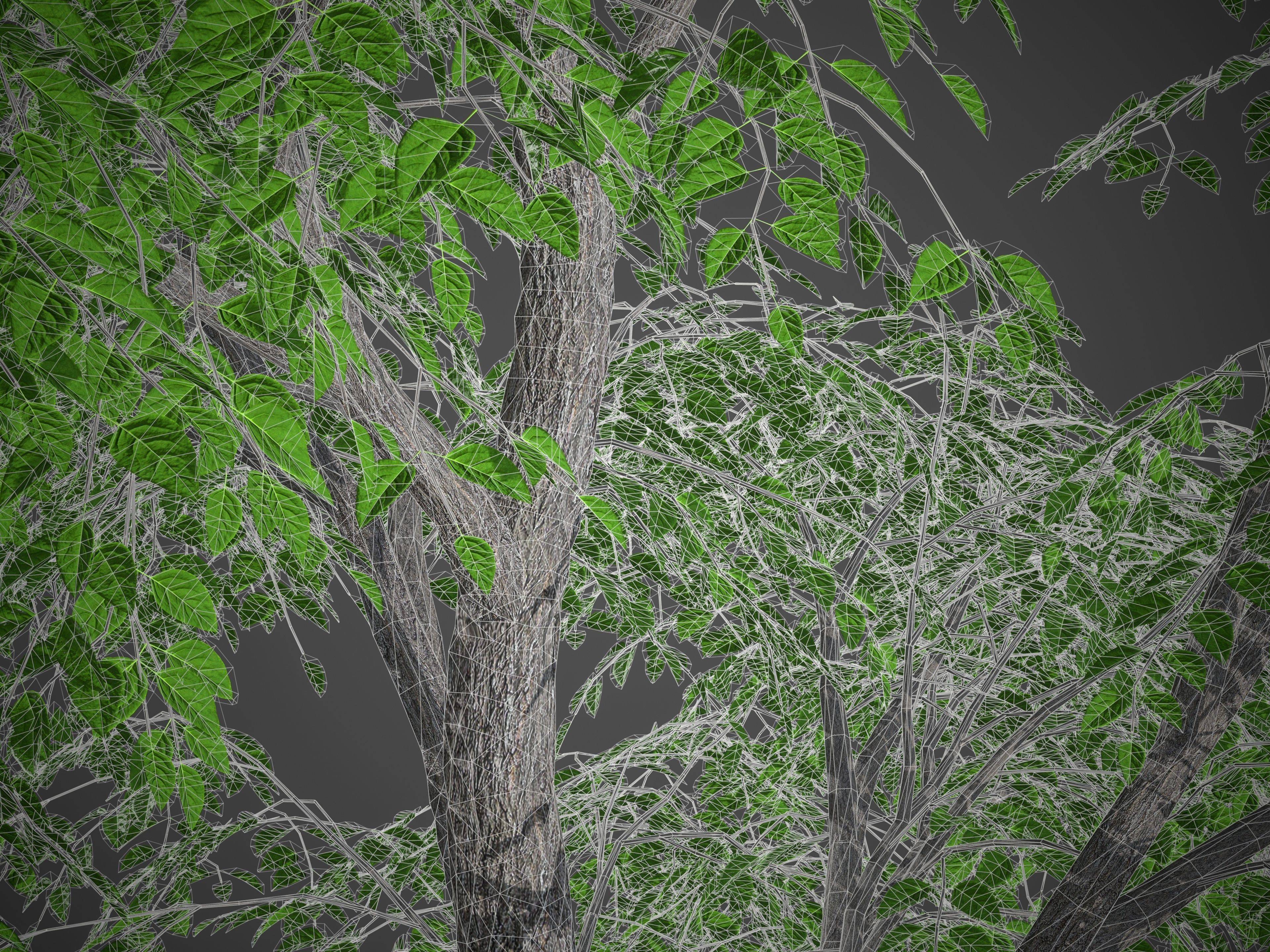 XfrogPlants Kentucky Coffeetree - Gymnoclades Dioicus 3D model_6