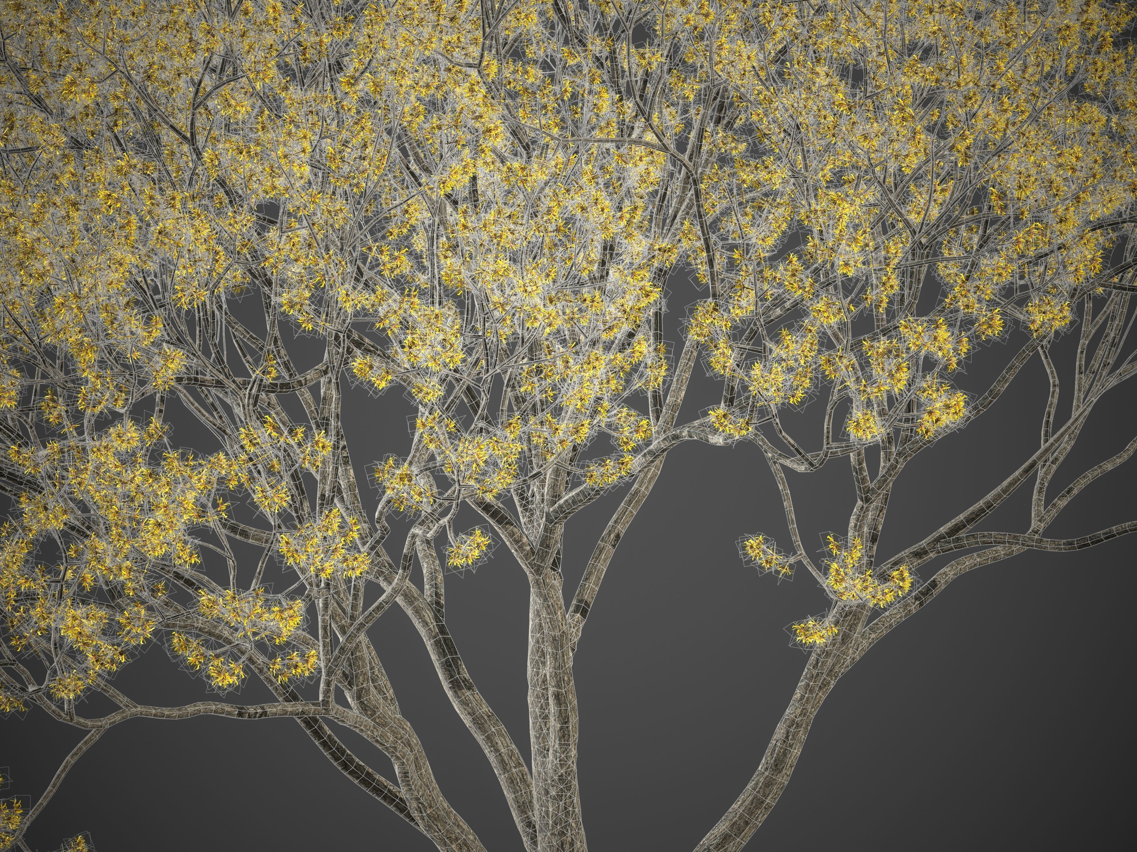 XfrogPlants Kentucky Coffeetree - Gymnoclades Dioicus 3D model_7