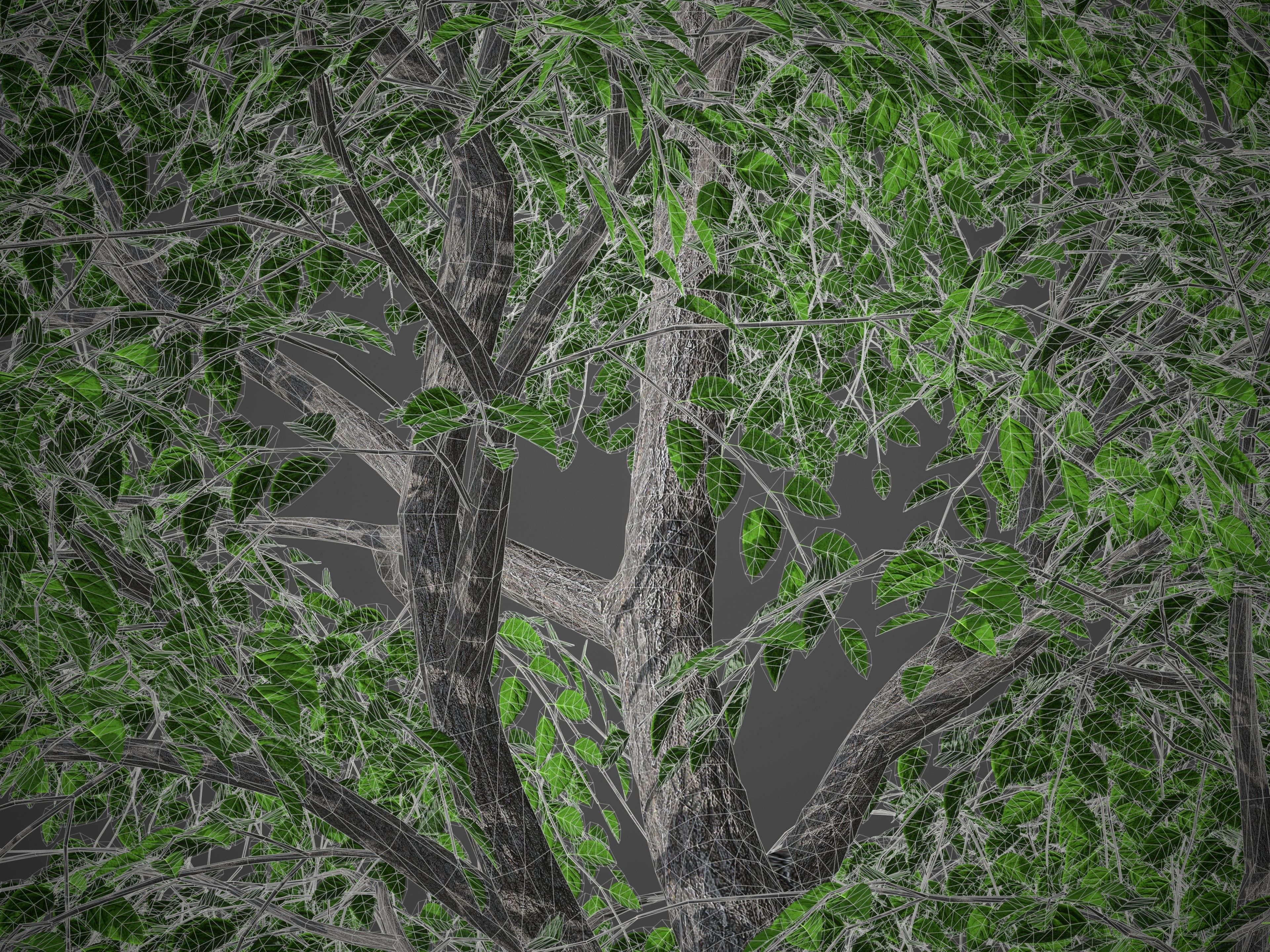 XfrogPlants Kentucky Coffeetree - Gymnoclades Dioicus 3D model_4