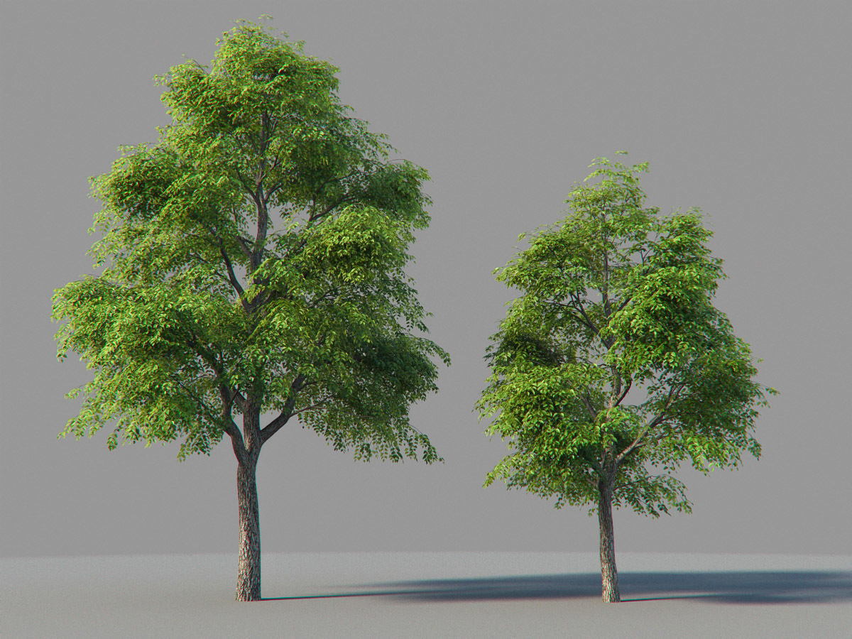 XfrogPlants Kentucky Coffeetree - Gymnoclades Dioicus 3D model_2