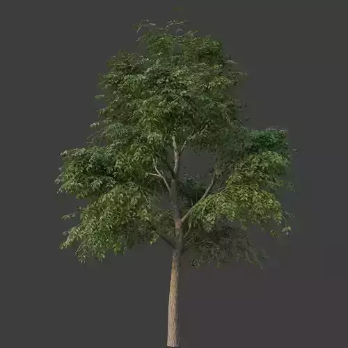 XfrogPlants Kentucky Coffeetree - Gymnoclades Dioicus 3D model XfrogPlants Kentucky Coffeetree - Gymnoclades Dioicus 3D model