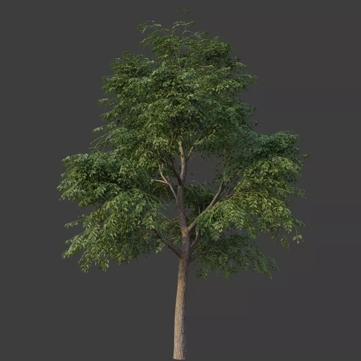 XfrogPlants Kentucky Coffeetree - Gymnoclades Dioicus 3D model_0