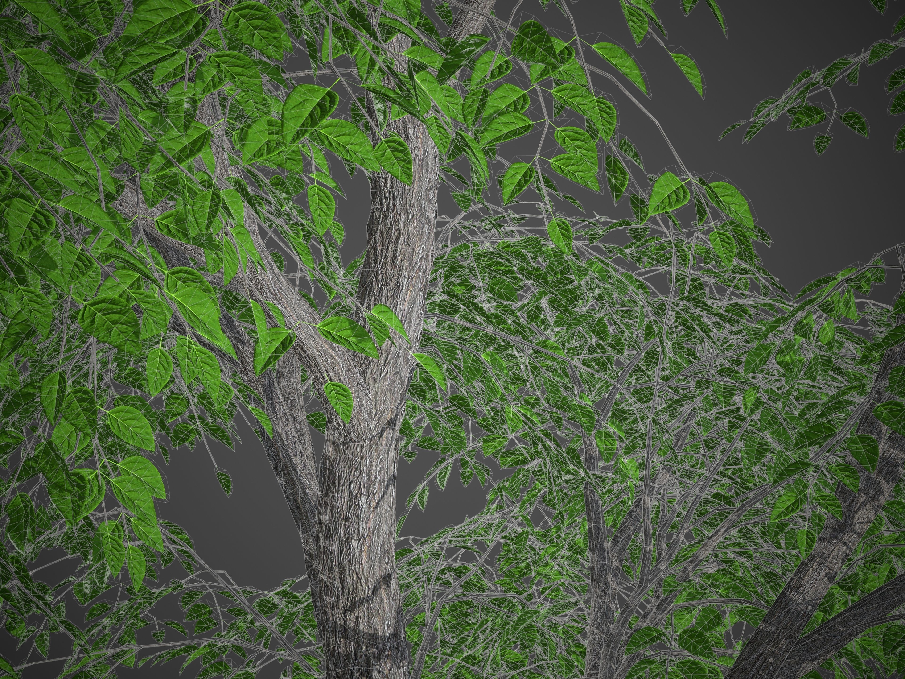 XfrogPlants Kentucky Coffeetree - Gymnoclades Dioicus 3D model_5