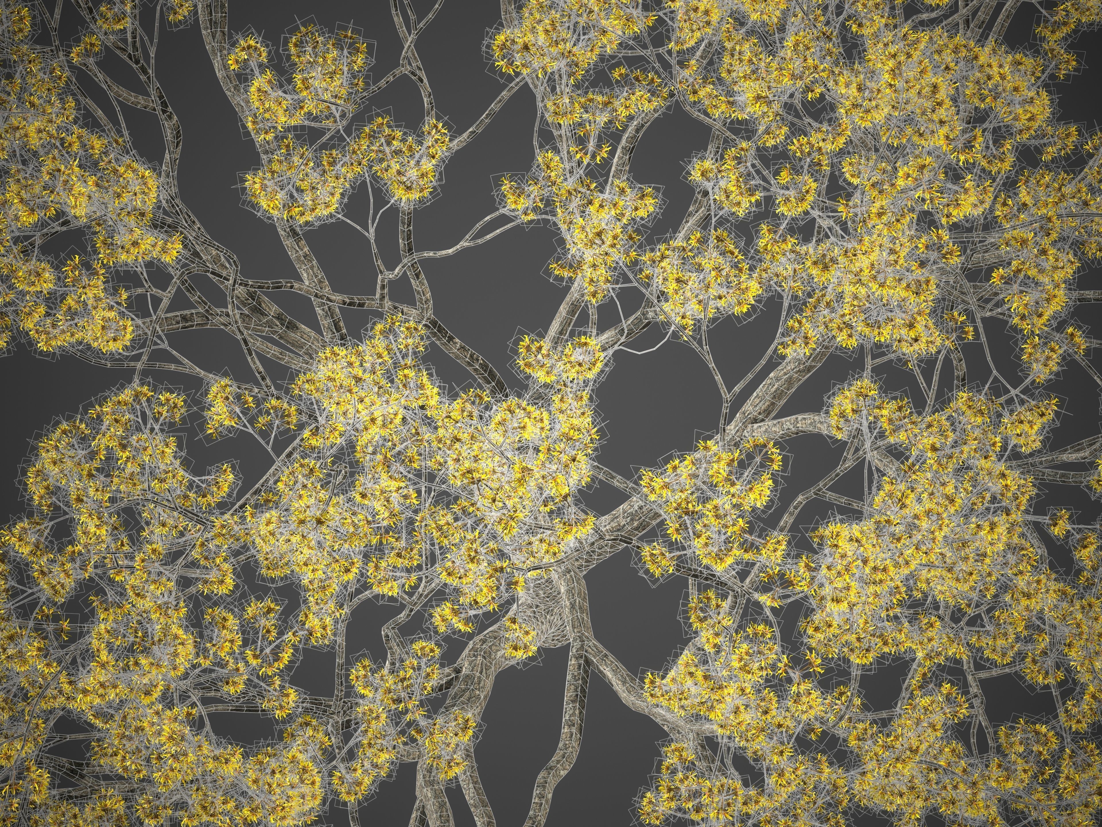 XfrogPlants Witch Hazel - Hamamelis Virginiana  3D model_4