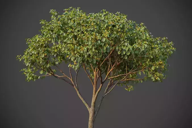 XfrogPlants Witch Hazel - Hamamelis Virginiana  3D model