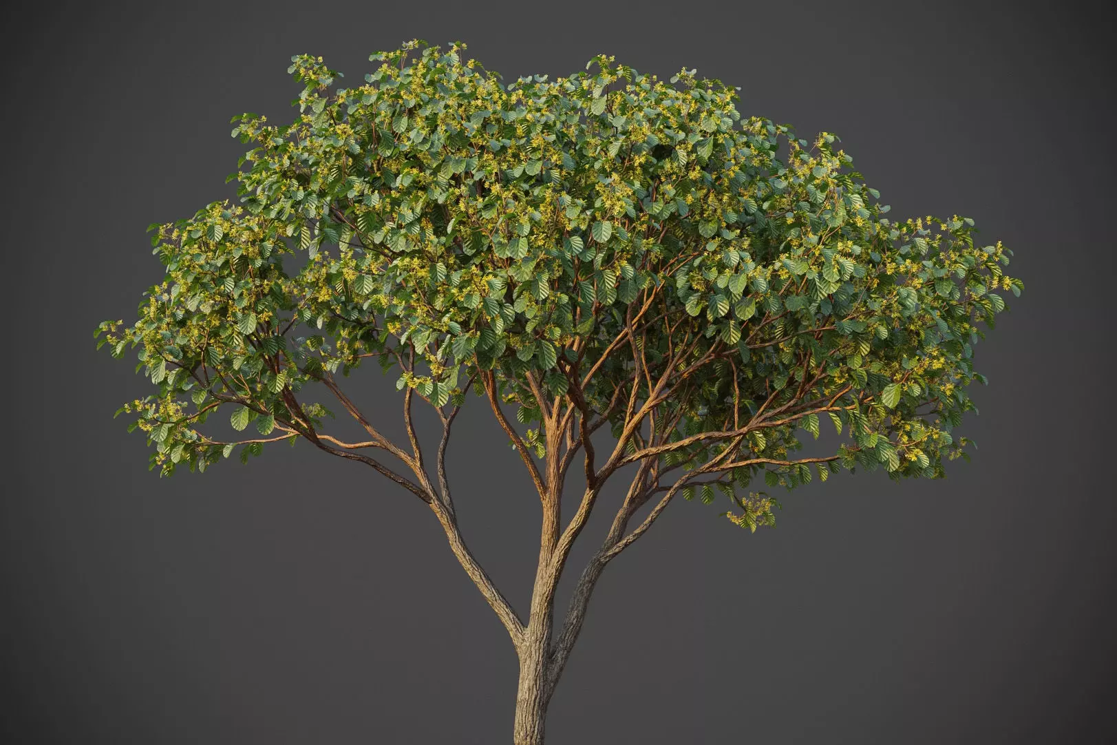 XfrogPlants Witch Hazel - Hamamelis Virginiana  3D model_0
