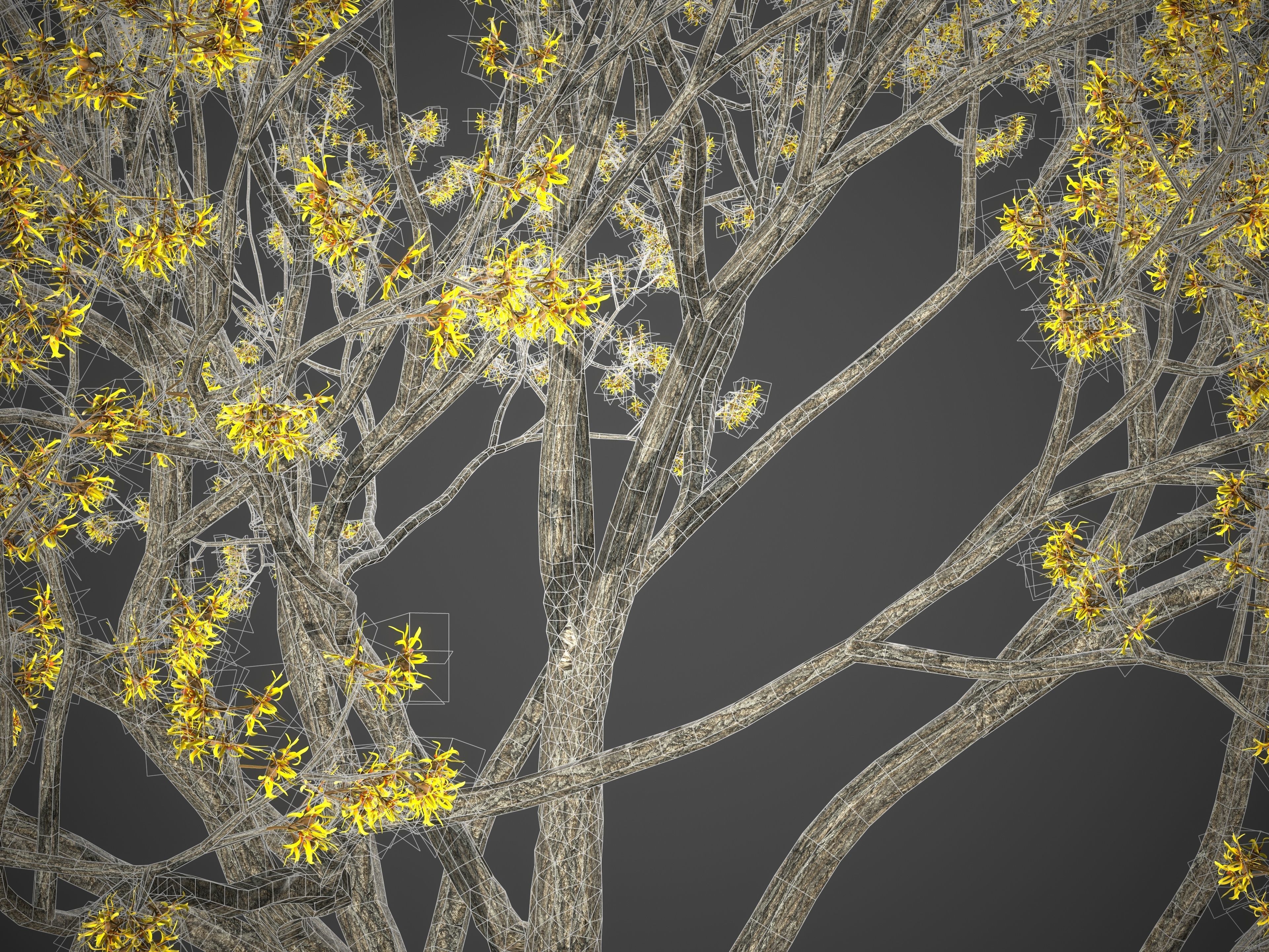 XfrogPlants Witch Hazel - Hamamelis Virginiana  3D model_5