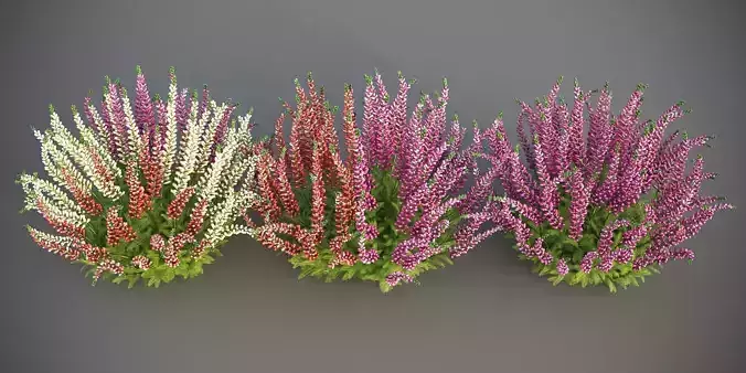 XfrogPlants Heather 3D model