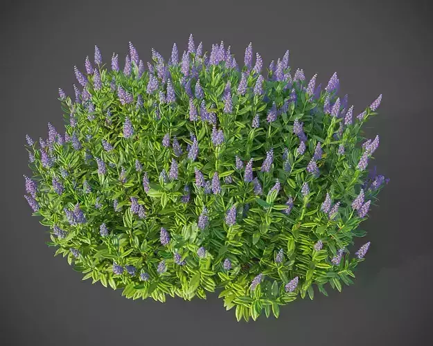 XfrogPlants Hebe Majorie