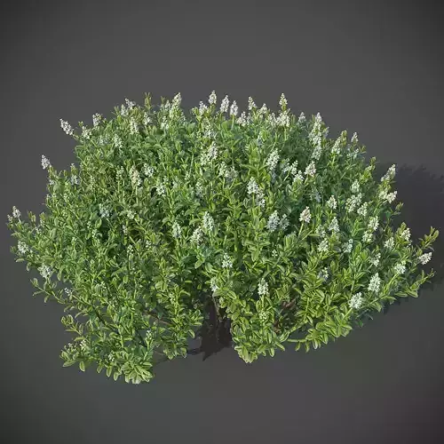 XfrogPlants Hebe Pinguifolia