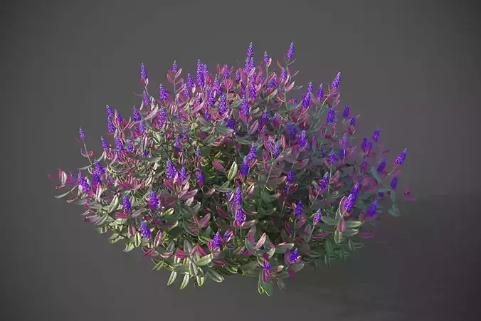 XfrogPlants Hebe Purple Queen 3D model