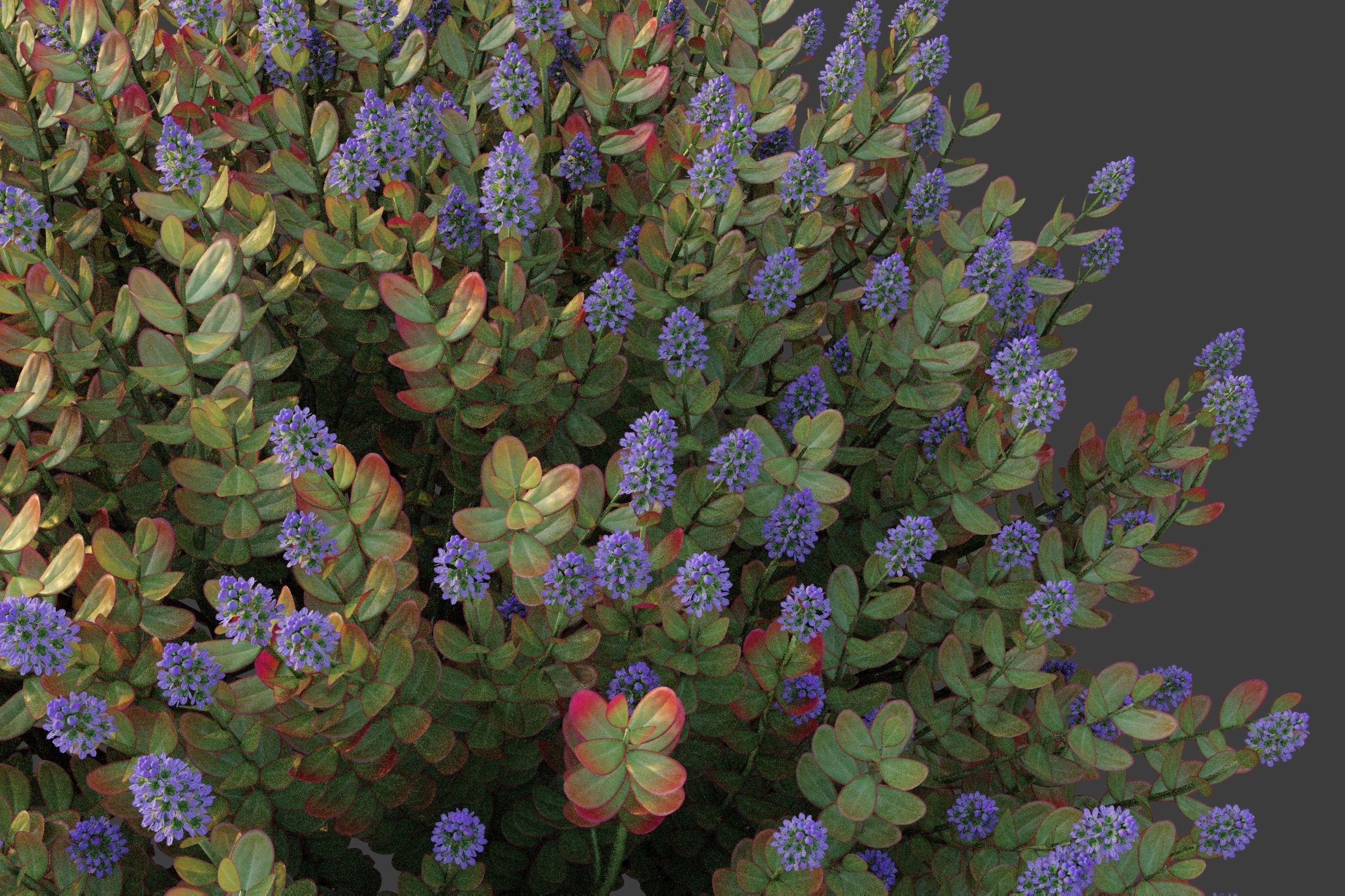 XfrogPlants Hebe Red Edge 3D model_2