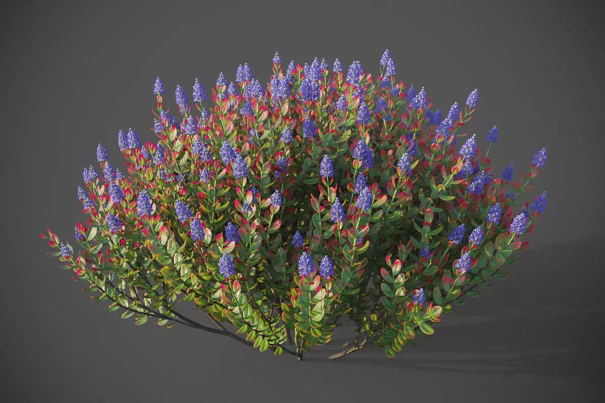 XfrogPlants Hebe Red Edge 3D model_0