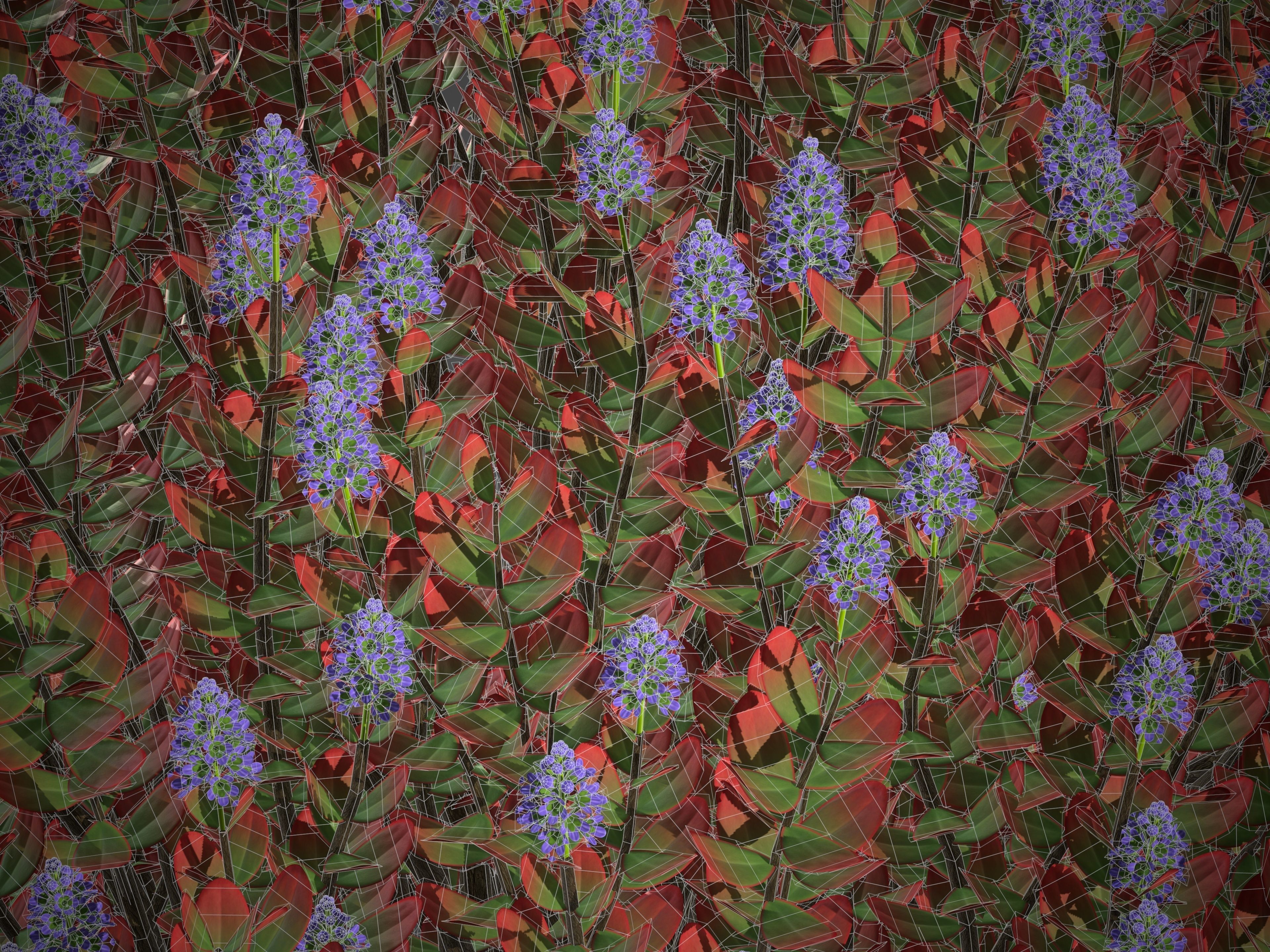 XfrogPlants Hebe Red Edge 3D model_4