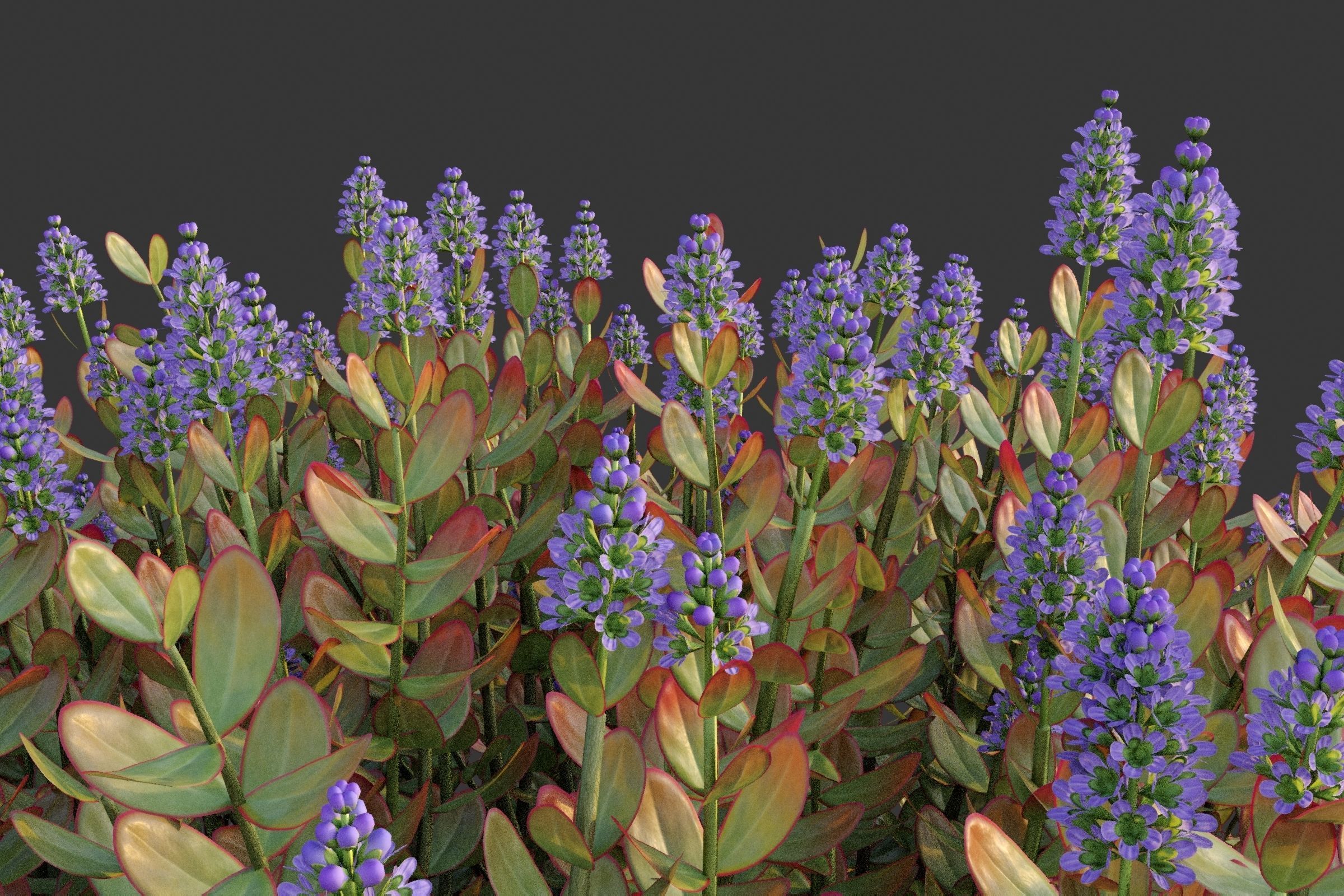 XfrogPlants Hebe Red Edge 3D model_3