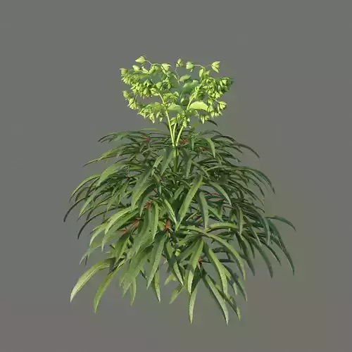 XfrogPlants Helleborus Foetidus