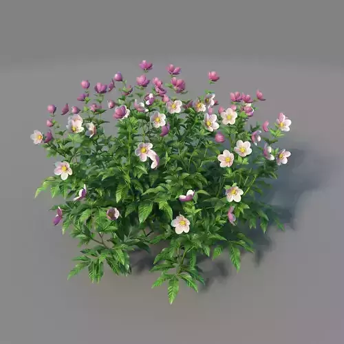 XfrogPlants Helleborus Hybridus  3D model