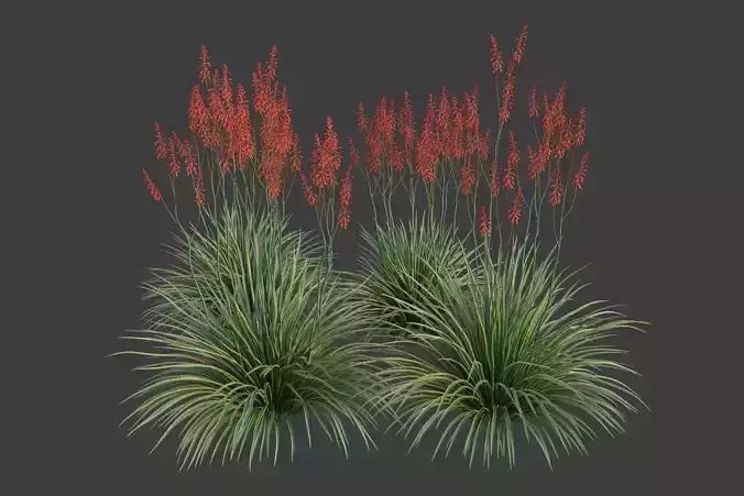 XfrogPlants Hesperaloe Parviflora