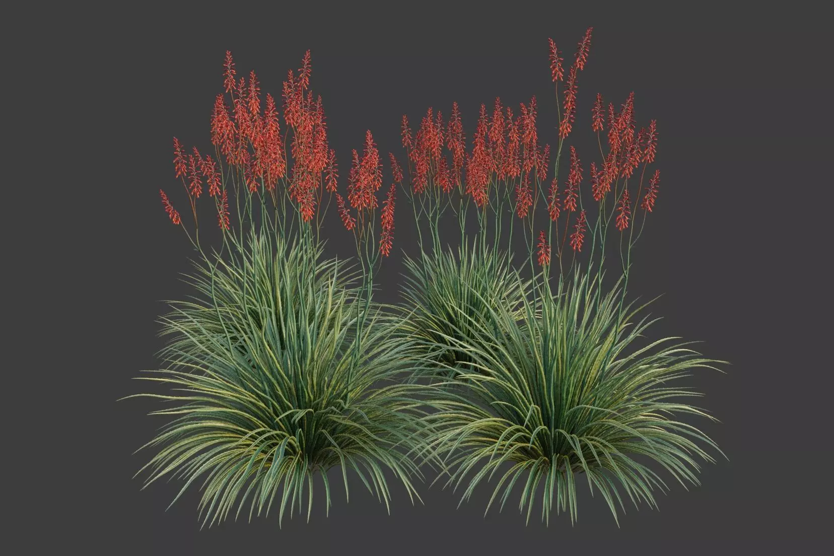 XfrogPlants Hesperaloe Parviflora 3D model