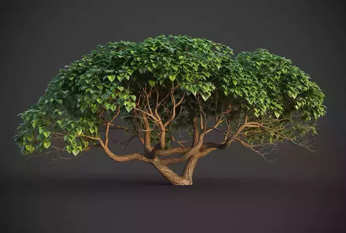 XfrogPlants Hibiscus Tiliaceus 3D model