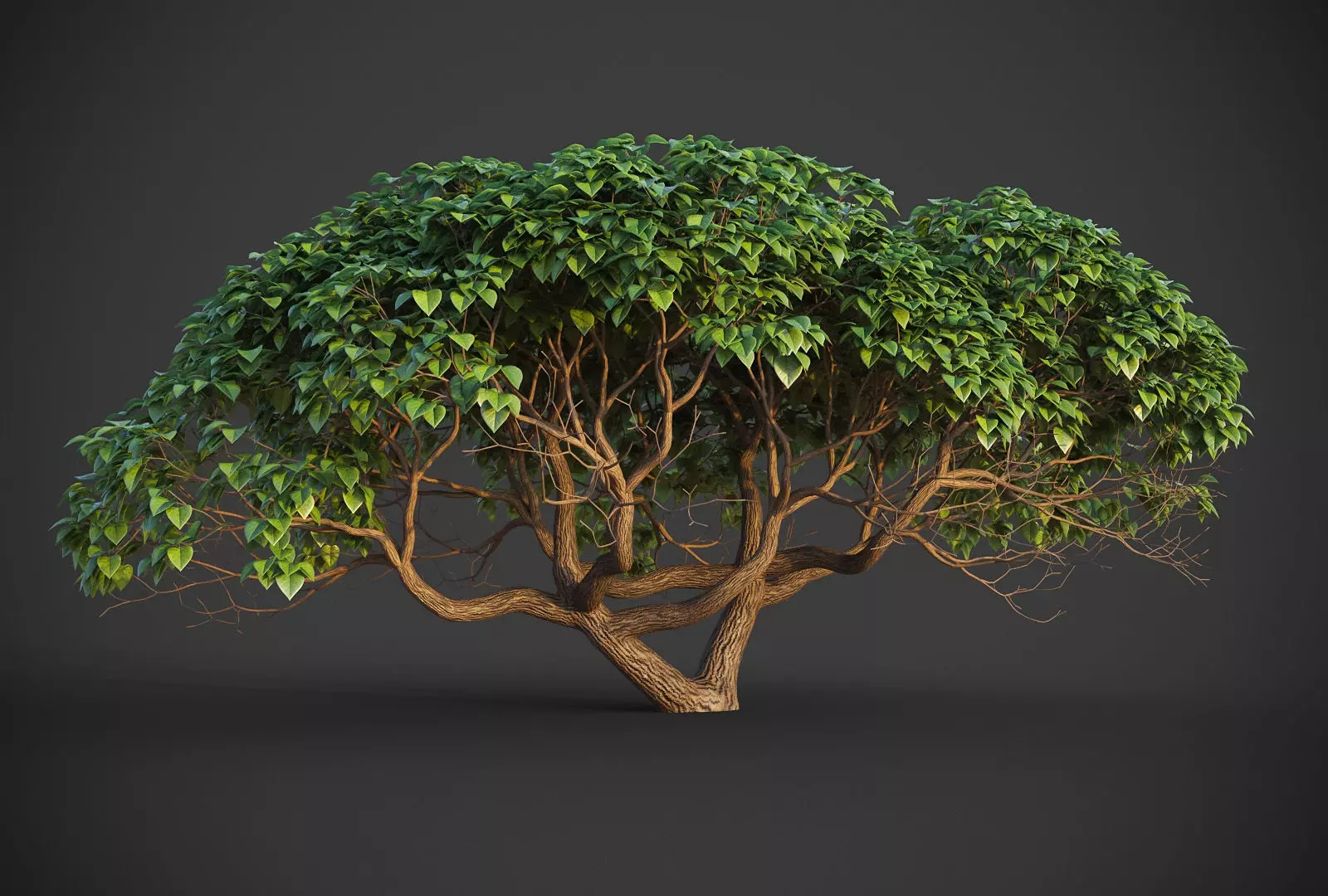 XfrogPlants Hibiscus Tiliaceus 3D model