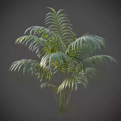 XfrogPlants Hoewa Forsteriana  Free 3D model