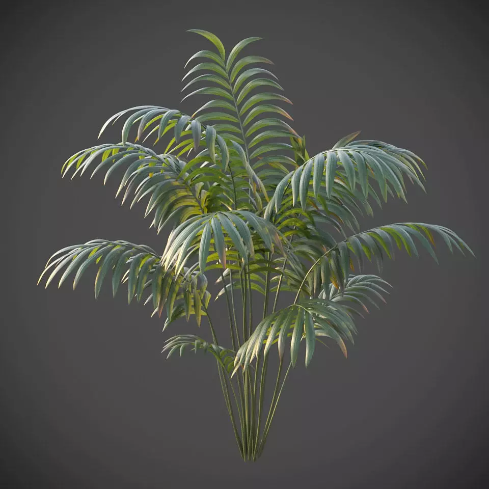 XfrogPlants Hoewa Forsteriana  Free 3D model_0