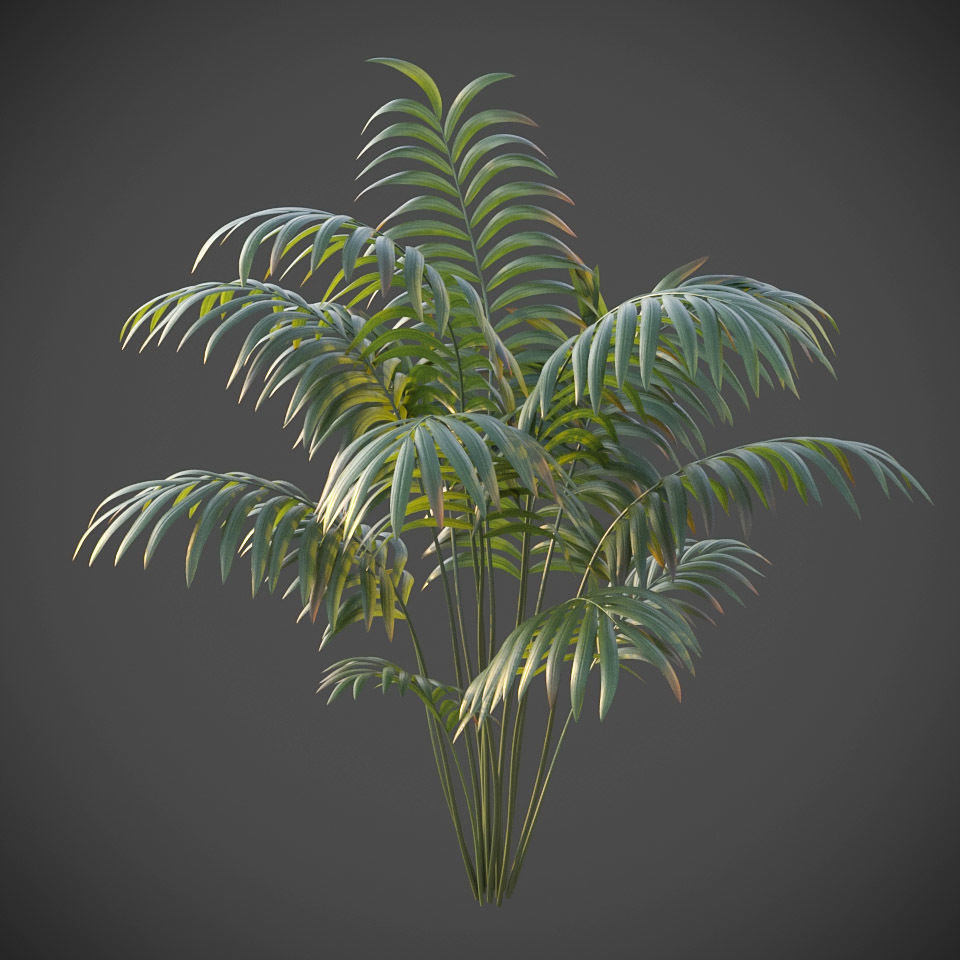 XfrogPlants Hoewa Forsteriana Free 3D model_0