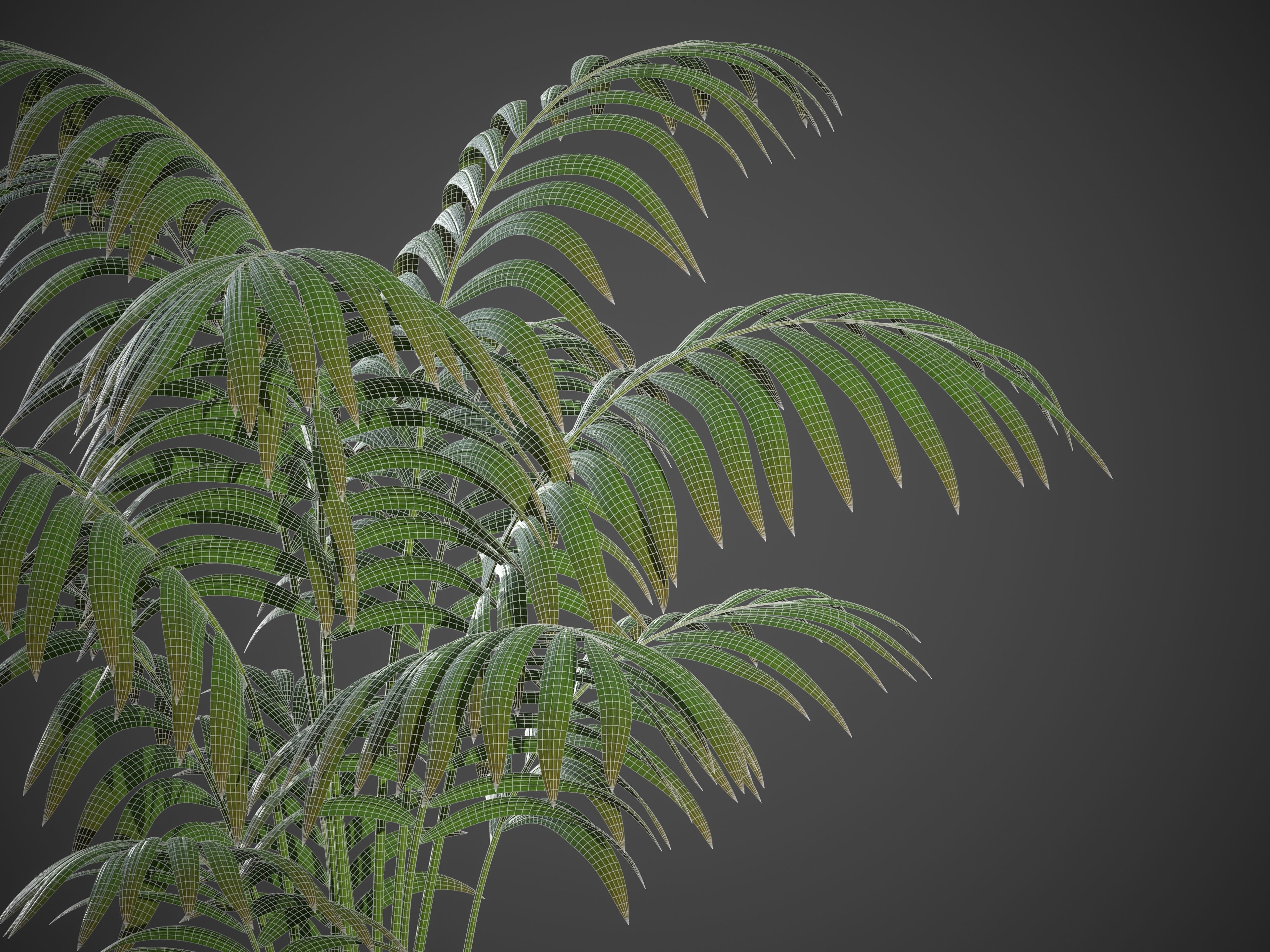 XfrogPlants Hoewa Forsteriana  Free 3D model_5