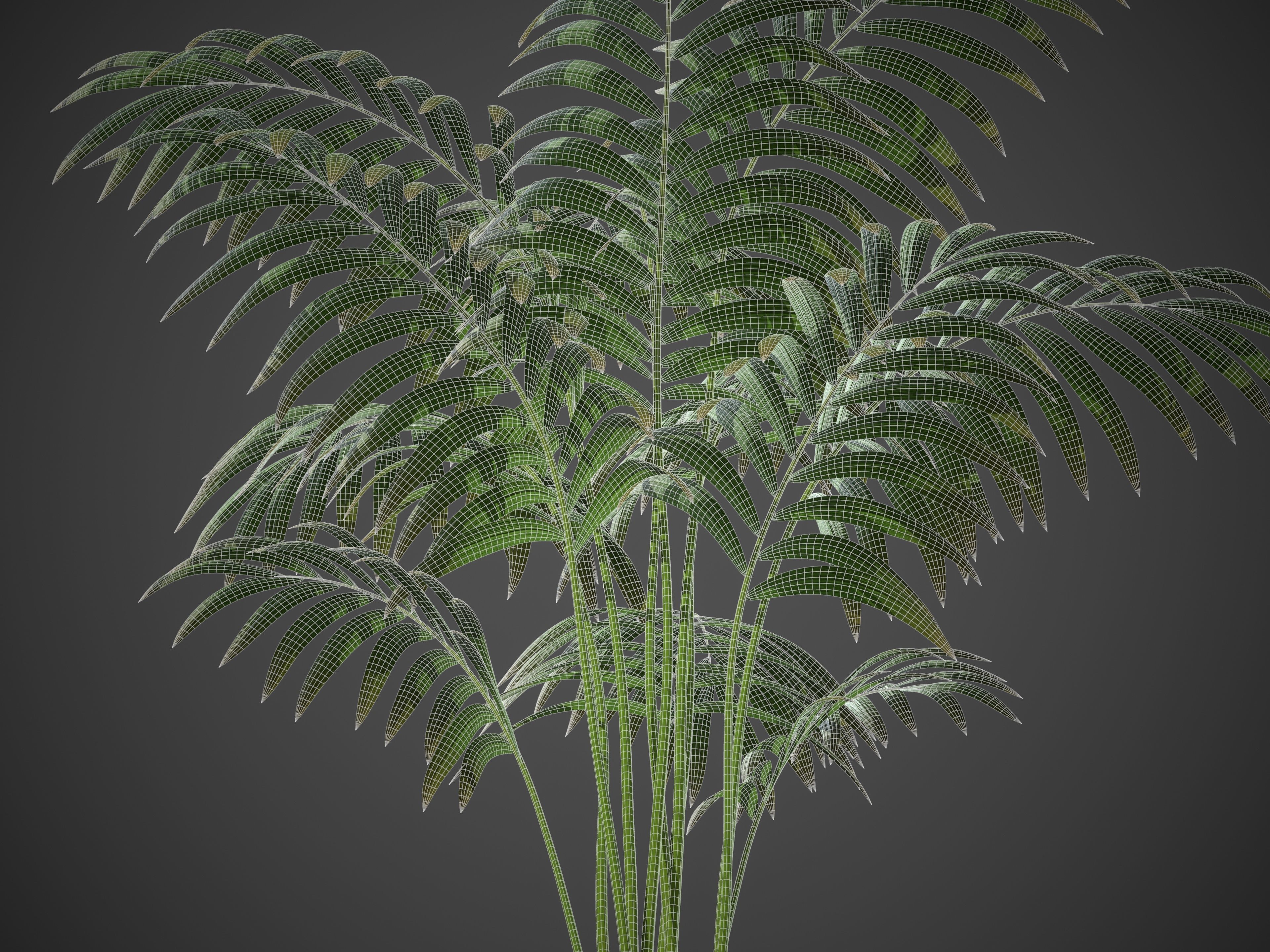 XfrogPlants Hoewa Forsteriana  Free 3D model_6