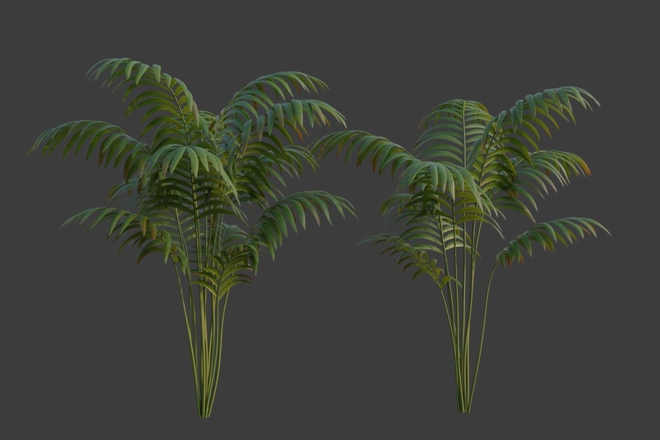 XfrogPlants Hoewa Forsteriana  Free 3D model_3
