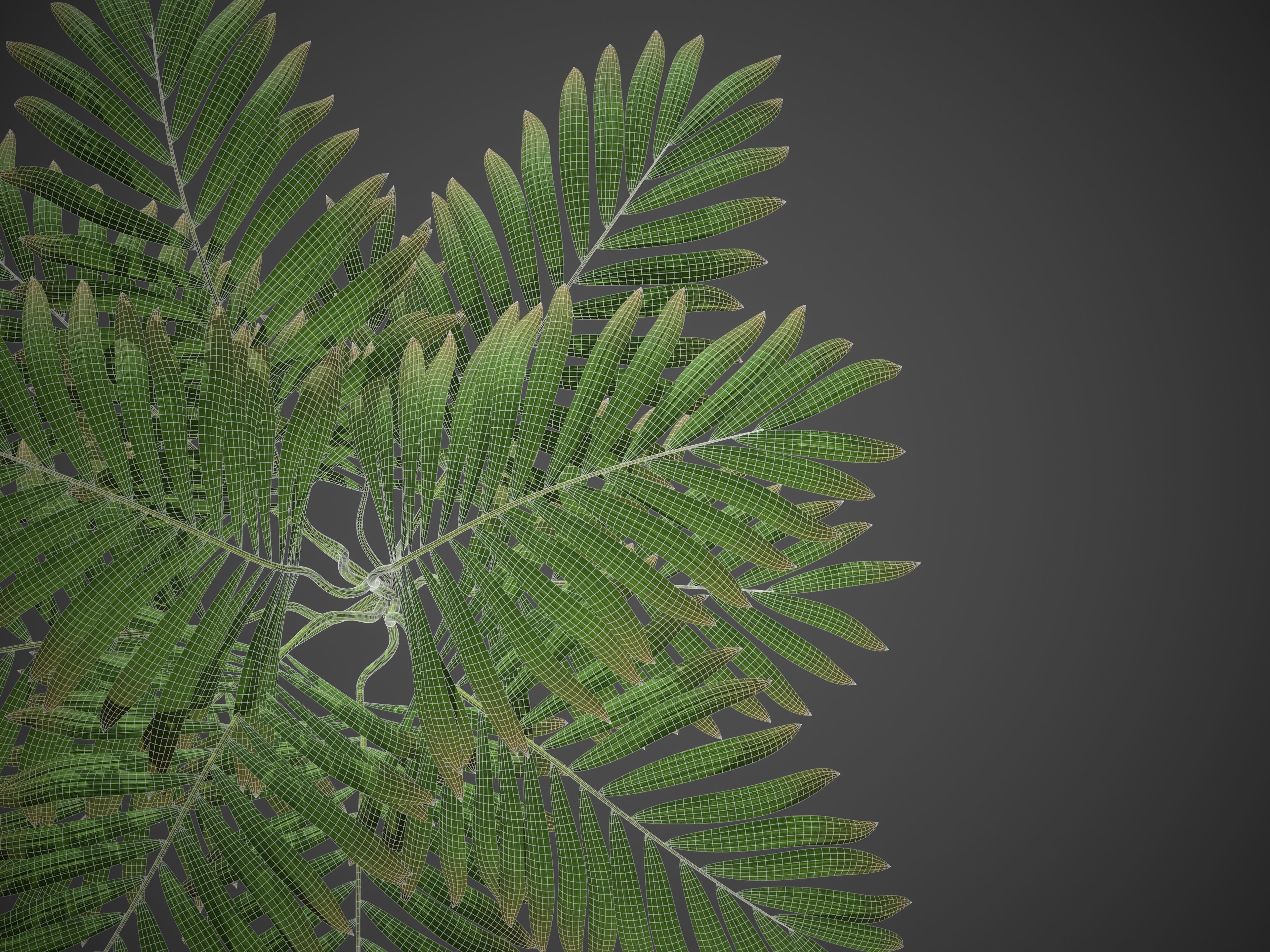 XfrogPlants Hoewa Forsteriana  Free 3D model_4