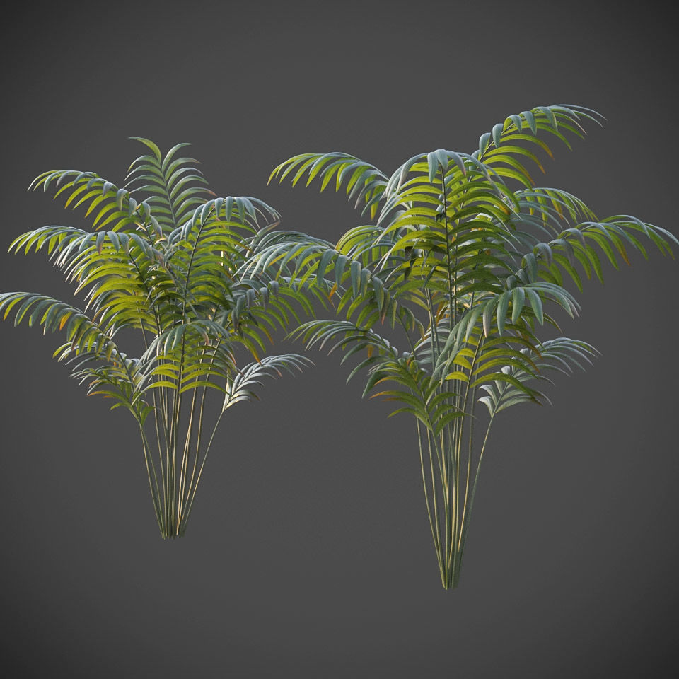 XfrogPlants Hoewa Forsteriana  Free 3D model_2