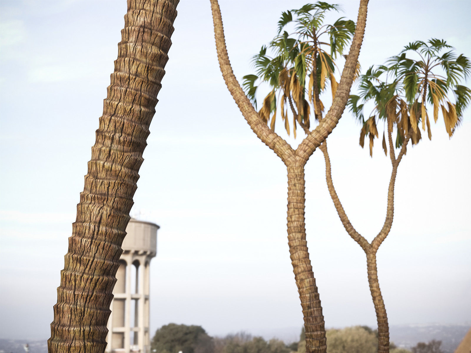 XfrogPlants Doum Palm - Hyphaene Thebaica 3D model_3