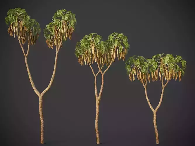 XfrogPlants Doum Palm - Hyphaene Thebaica 3D model