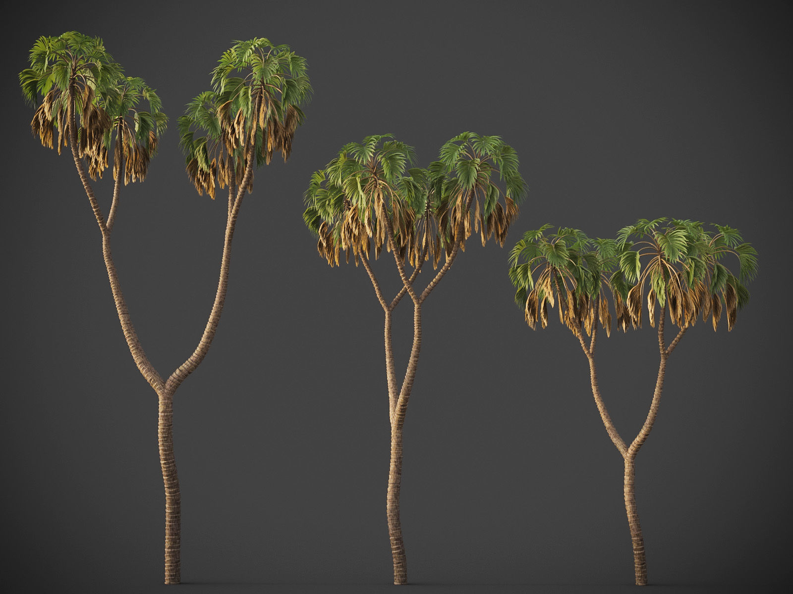 XfrogPlants Doum Palm - Hyphaene Thebaica 3D model_2