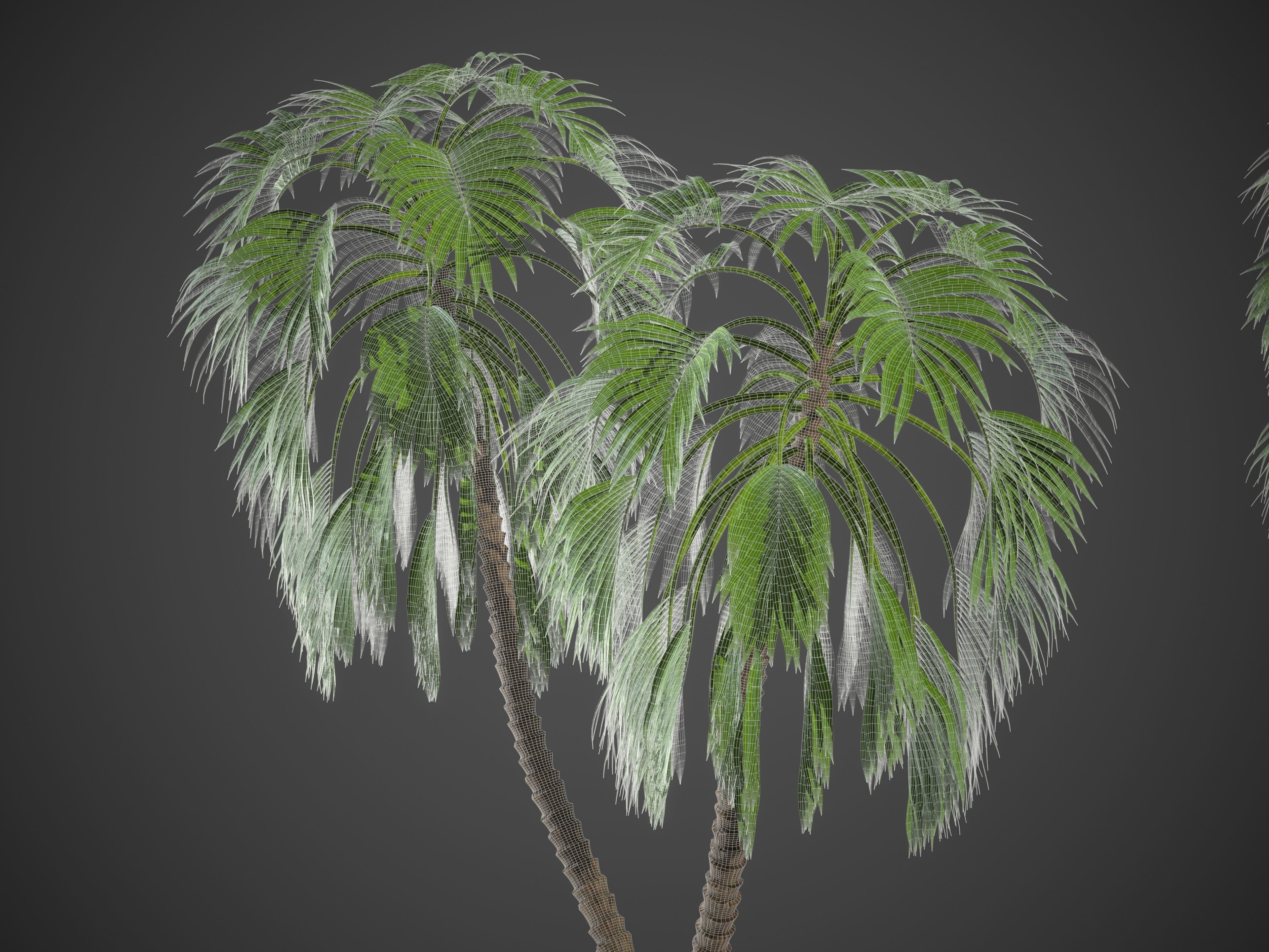 XfrogPlants Doum Palm - Hyphaene Thebaica 3D model_4