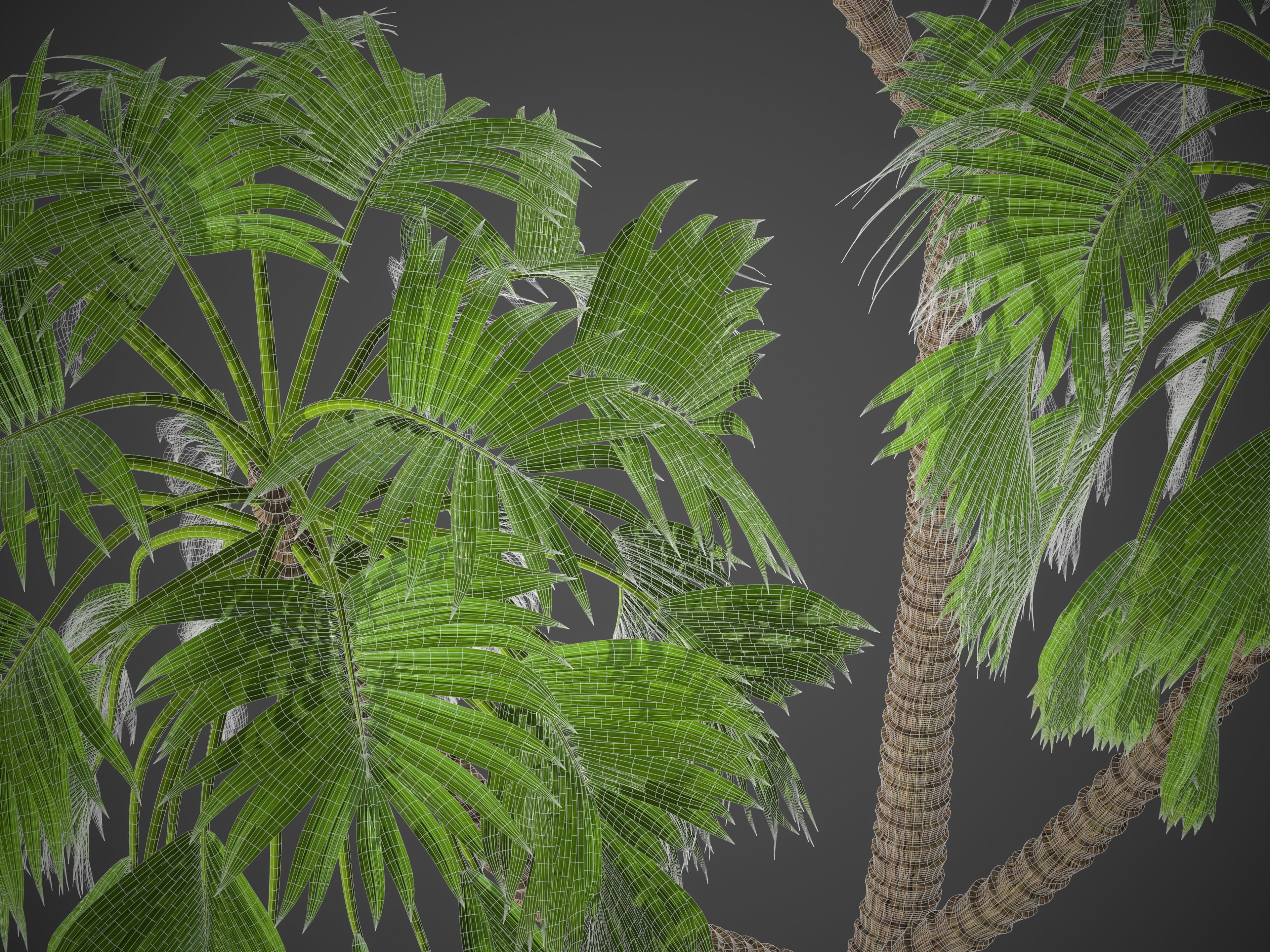 XfrogPlants Doum Palm - Hyphaene Thebaica 3D model_5