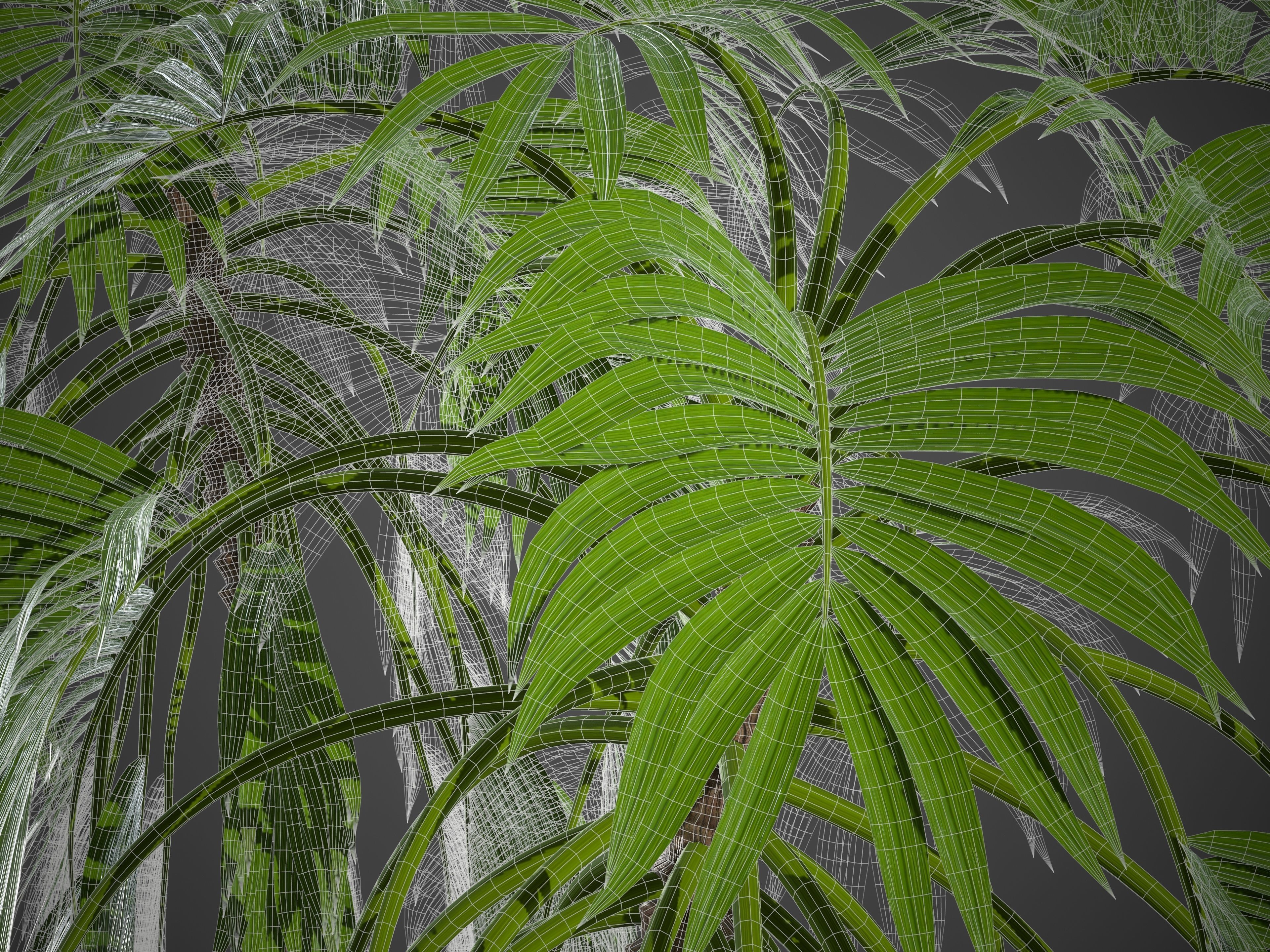 XfrogPlants Doum Palm - Hyphaene Thebaica 3D model_7