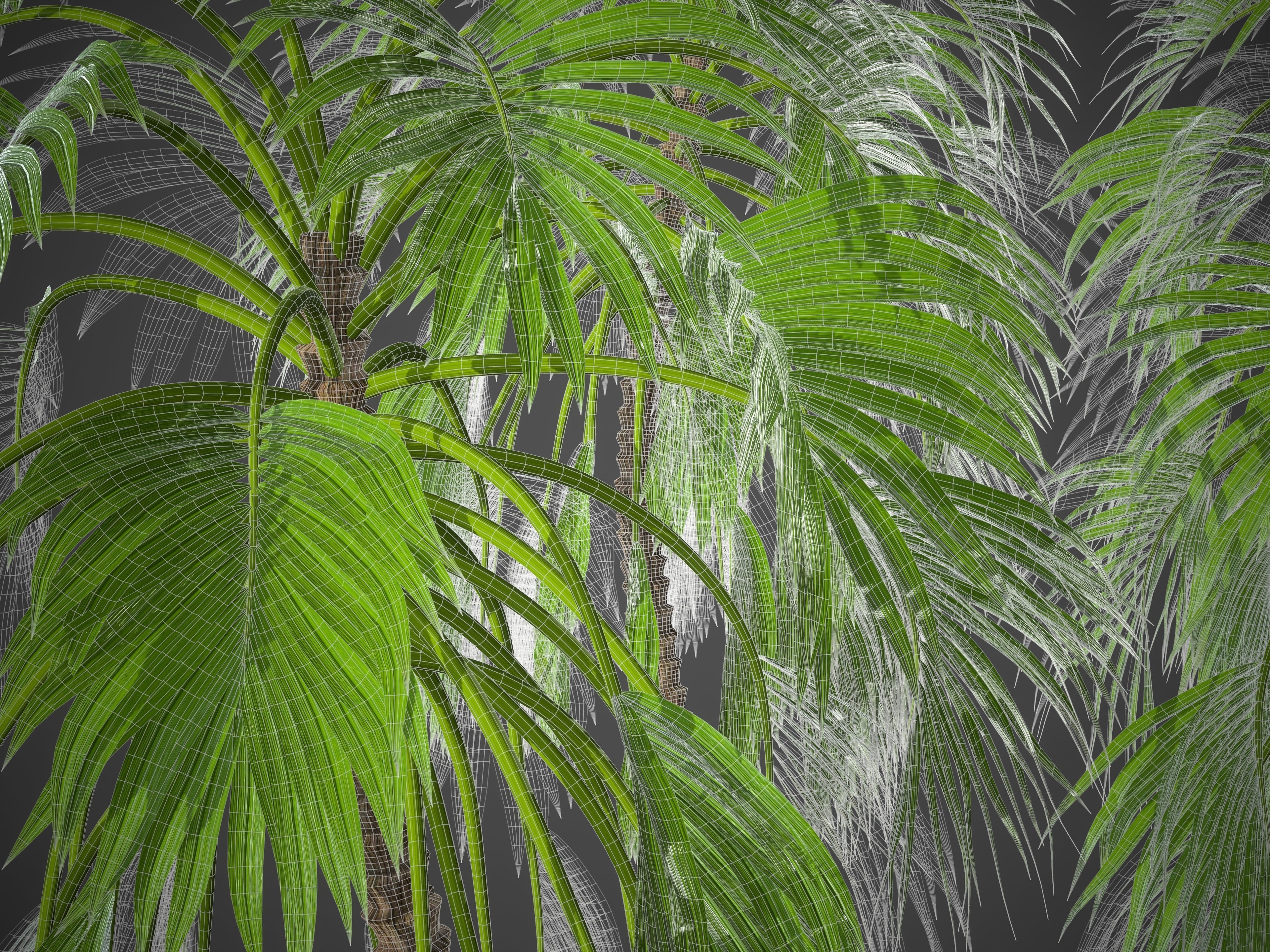 XfrogPlants Doum Palm - Hyphaene Thebaica 3D model_6