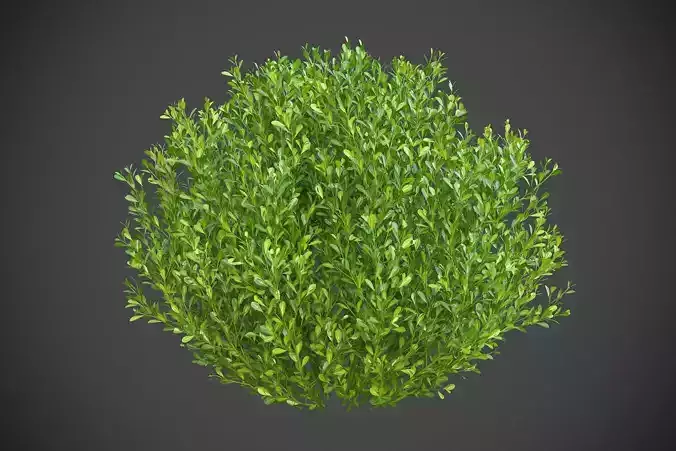 XfrogPlants Gallberry  3D model