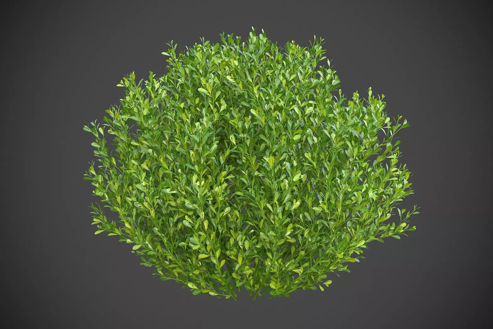 XfrogPlants Gallberry 3D model