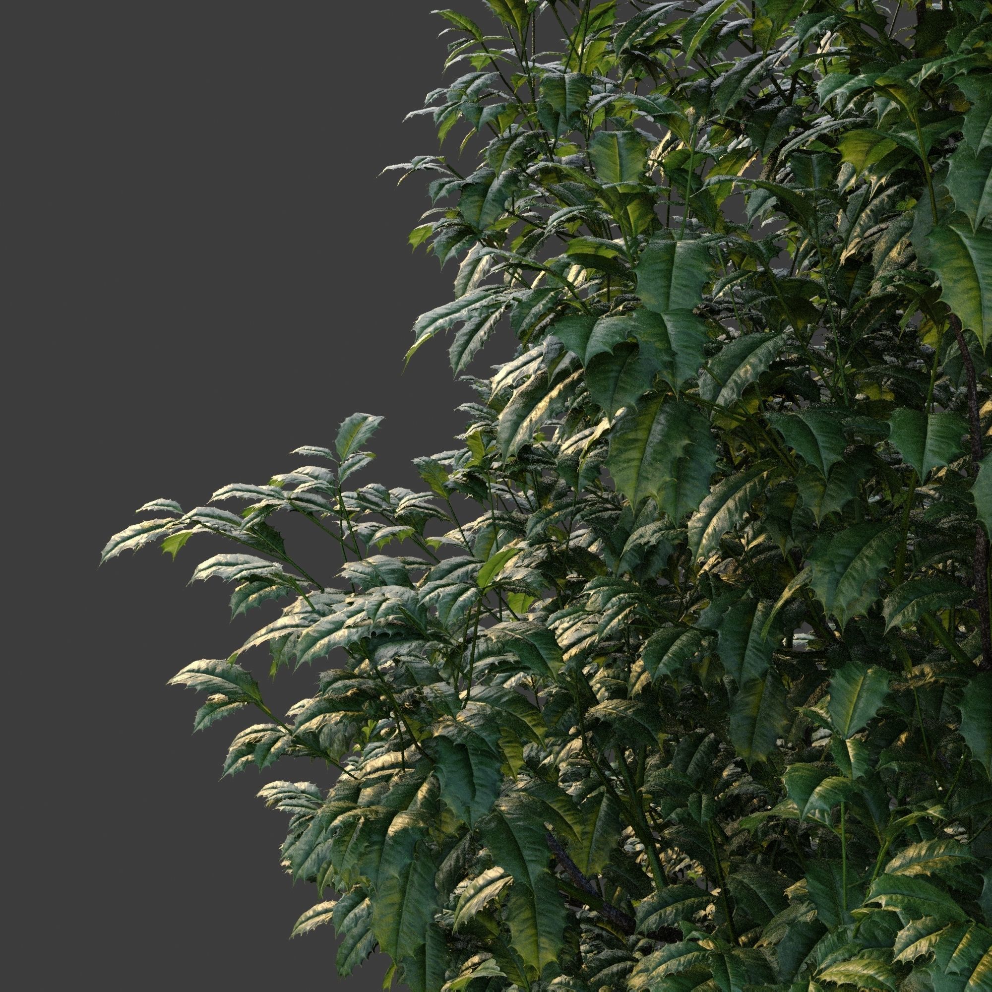 XfrogPlants American Holly - Ilex Opaca  3D model_3